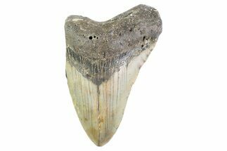 Partial, Fossil Megalodon Tooth - North Carolina #373169