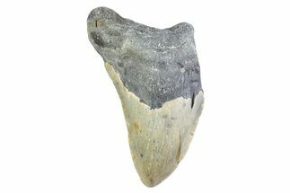 Partial, Fossil Megalodon Tooth - North Carolina #373172