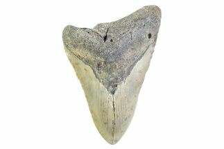Partial, Fossil Megalodon Tooth - North Carolina #373173