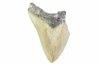 Partial, Fossil Megalodon Tooth - North Carolina #373186
