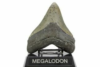 Serrated, Fossil Megalodon Tooth - North Carolina #373111