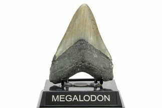 Fossil Megalodon Tooth - North Carolina #373128