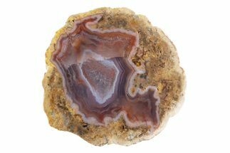 Polished Red Hot (Berrendo) Thunderegg Half - Mexico #373202