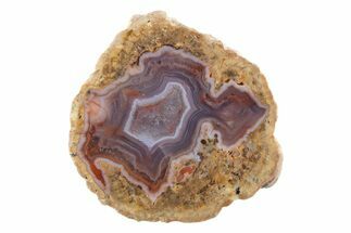 Polished Red Hot (Berrendo) Thunderegg Half - Mexico #373204