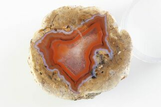 Polished Red Hot (Berrendo) Thunderegg Half - Mexico #373216