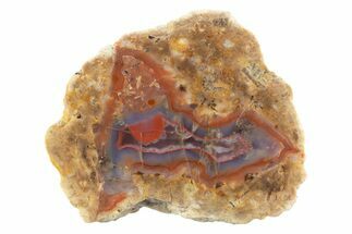 Polished Red Hot (Berrendo) Thunderegg Half - Mexico #373230