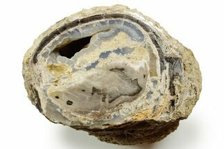 Wide Petrified Wood (Schinoxylon) Limb - Blue Forest, Wyoming #373459