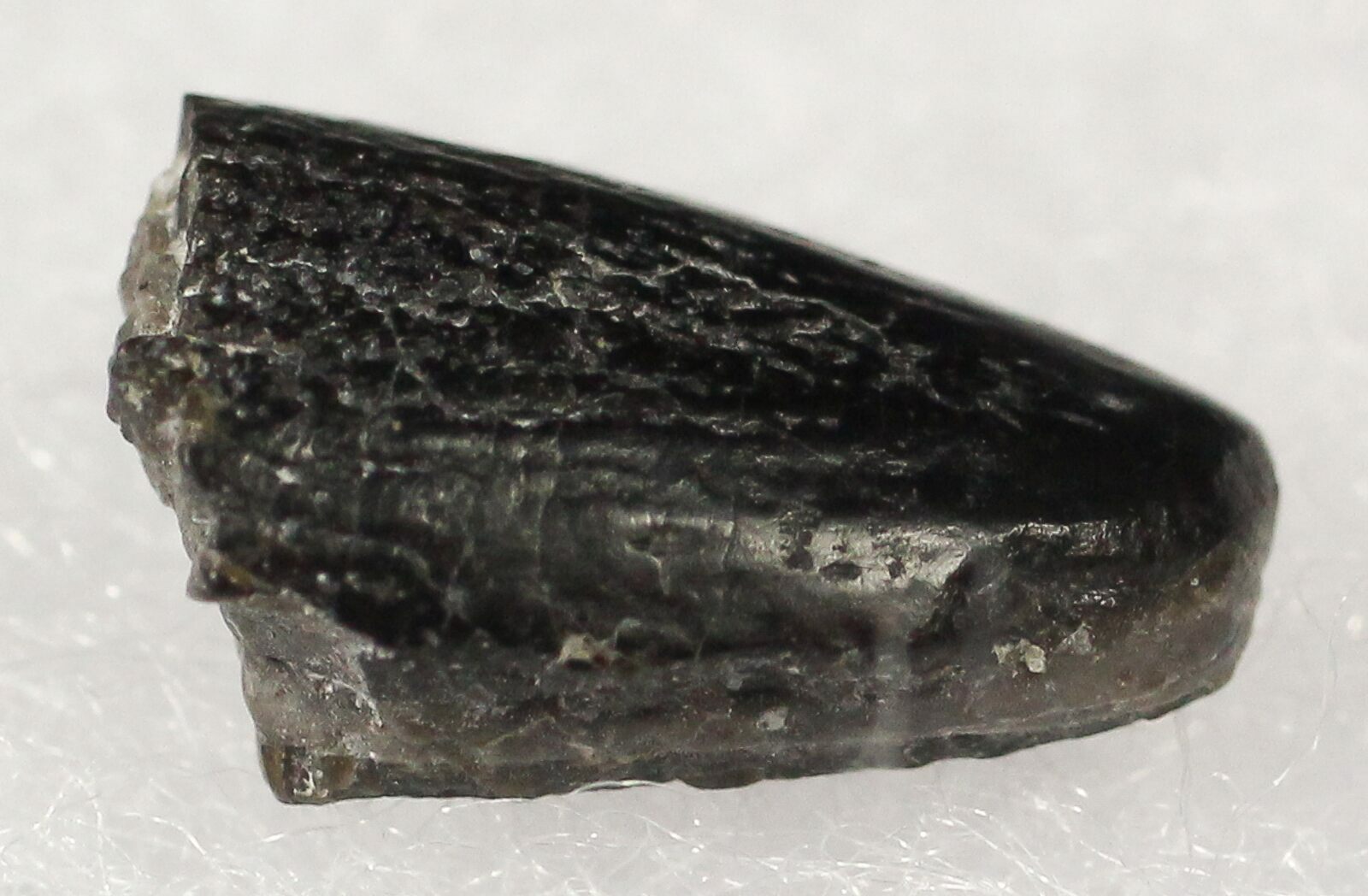 .48" Diplodocus Tooth Tip - Colorado For Sale (#19332 ...