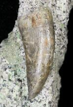 Allosaurus Tooth In Matrix - Skull Creek Quarry #19347