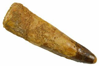 Fossil Spinosaurus Tooth - Real Dinosaur Tooth #373708