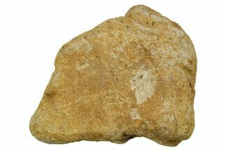 Dinosaur (Triceratops) Frill Shield Section - Montana #373720