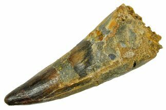 Fossil Spinosaurus Tooth - Real Dinosaur Tooth #373752