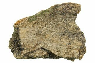 Dinosaur (Triceratops) Frill Shield Section - Montana #373773