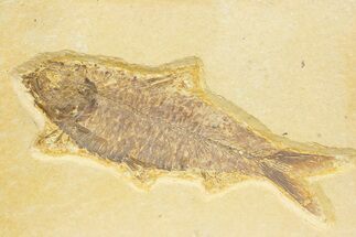 Detailed Fossil Fish (Knightia) - Wyoming #373697