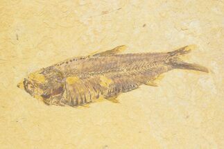 Detailed Fossil Fish (Knightia) - Wyoming #373706