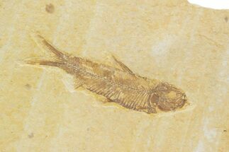 Detailed Fossil Fish (Knightia) - Wyoming #373715