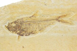 Detailed Fossil Fish (Diplomystus) - Wyoming #373751