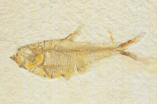 Detailed Fossil Fish (Diplomystus) - Wyoming #373756
