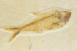 Detailed Fossil Fish (Diplomystus) - Wyoming #373771