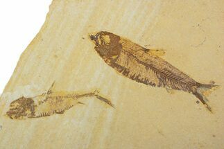 Plate With Two Fossil Fish (Knightia) - Wyoming #373861
