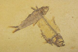 Plate With Two Fossil Fish (Diplomystus & Knightia) - Wyoming #373868