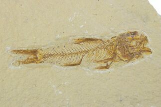 Bargain, Fossil Fish (Amphiplaga) - Uncommon Species #373888