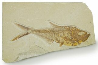 Detailed Fossil Fish (Diplomystus) - Wyoming #373801