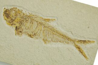 Bargain, Detailed Fossil Fish (Diplomystus) - Wyoming #373806
