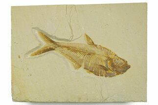 Detailed Fossil Fish (Diplomystus) - Wyoming #373832