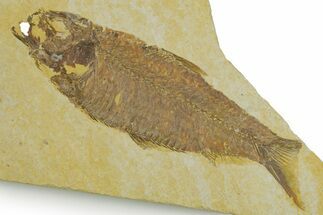Detailed Fossil Fish (Knightia) - Wyoming #373841
