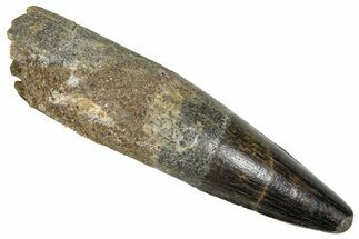 Fossil Spinosaurus Tooth - Real Dinosaur Tooth #373759