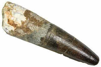 Fossil Spinosaurus Tooth - Real Dinosaur Tooth #373763