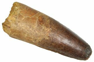 Fossil Spinosaurus Tooth - Feeding Worn Tip #373884