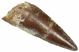 Fossil Spinosaurus Tooth - Real Dinosaur Tooth #373915