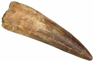 Fossil Spinosaurus Tooth - Real Dinosaur Tooth #373918
