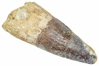 Fossil Spinosaurus Tooth - Real Dinosaur Tooth #373958
