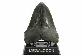Serrated, Fossil Megalodon Tooth - South Carolina #374085
