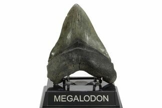 Serrated, Fossil Megalodon Tooth - South Carolina #374087
