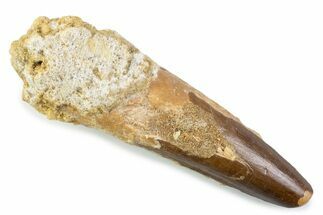 Fossil Spinosaurus Tooth - Feeding Worn Tip #373946