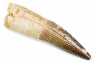Fossil Spinosaurus Tooth - Real Fossil Tooth #373956