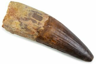 Real Spinosaurus Tooth - Robust Dinosaur Tooth #373973