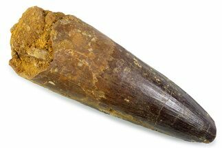 Real Spinosaurus Tooth - Robust Dinosaur Tooth #373985