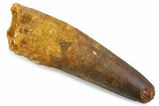 Real Spinosaurus Tooth - Robust Dinosaur Tooth #373990