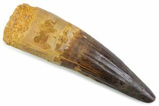 Real Fossil Spinosaurus Tooth - Restored Tip #374011