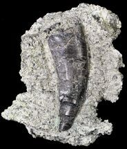 Indeterminate Theropod Tooth In Matrix - Skull Creek Quarry #19365