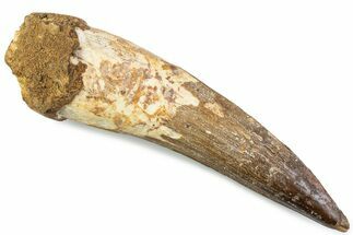 Real Spinosaurus Tooth - Large Dinosaur Tooth #374016