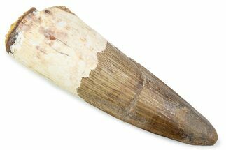 Fossil Spinosaurus Tooth - Restored Tip #374019