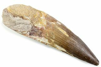 Real Spinosaurus Tooth - Large Dinosaur Tooth #374023