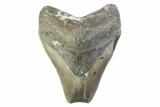 Partial, Fossil Megalodon Tooth - North Carolina #374077
