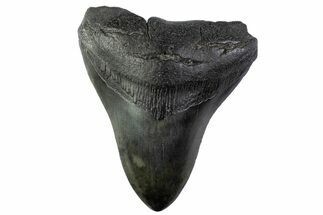 Fossil Megalodon Tooth - South Carolina #374095